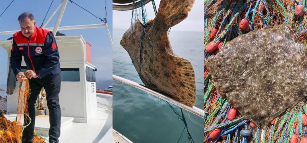 KALKAN BALIĞI AVCILIĞINDA AV YASAĞI BAŞLIYOR