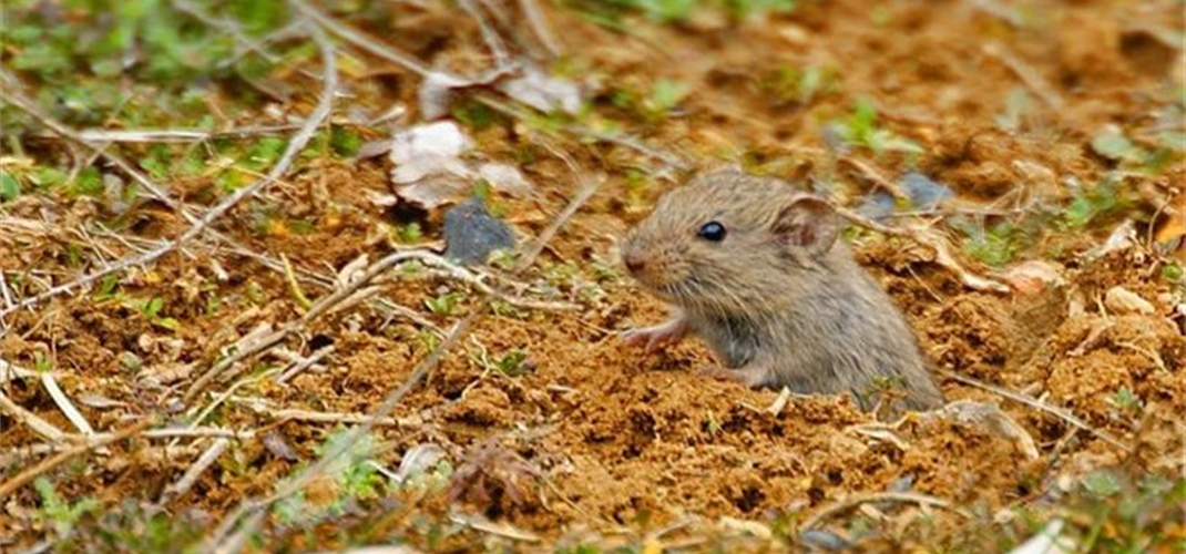 TARLA FARESİ MÜCADELESİ