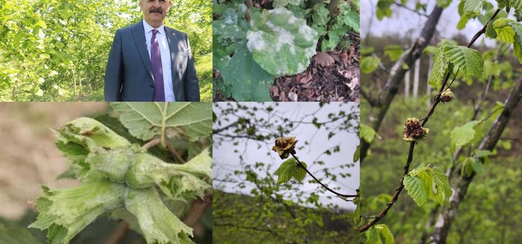 FINDIKTA KÜLLEME  VE KOZALAK AKARI İLE MÜCADELE 