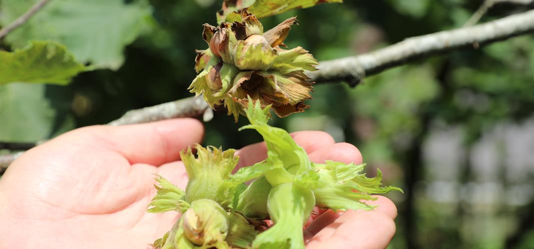 TARIMSAL DESTEKLEME ÖDEMESİ HESAPLARA AKTARILACAK