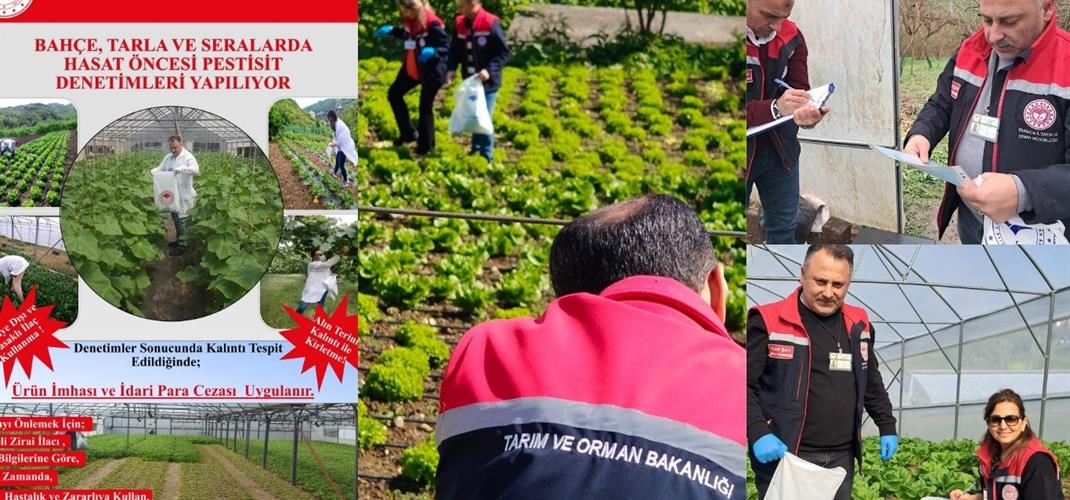 2026 YILI HASAT ÖNCESİ PESTİSİT DENETİMLERİ NİSAN AYI İTİBARİ İLE BAŞLAMIŞTIR