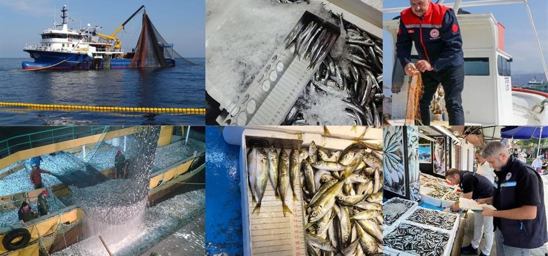 15 NİSAN İTİBARİYLE BALIKÇILIKTA GENEL AV YASAĞI BAŞLADI