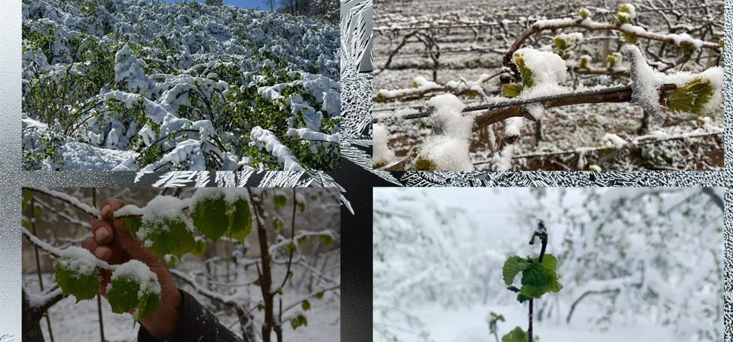 Devlet Destekli Tarım Sigortalarında 2025 Yılı Uygulamaları 