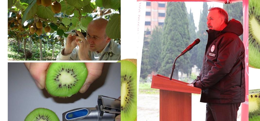 KİVİDE ERKEN HASAT ZARARLIDIR