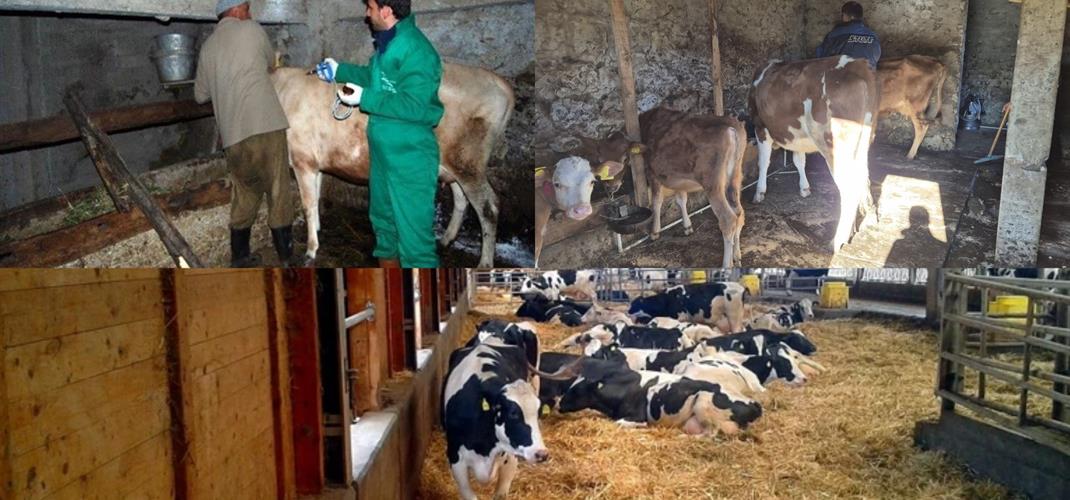 ŞAP AŞILAMA KAMPANYASI İLİMİZİN TÜMÜNDE BAŞARIYLA SONUÇLANDI