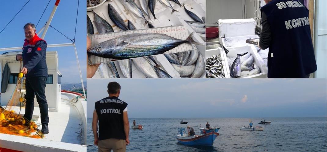 PALAMUT VE TORİK AV YASAĞIYLA BİRLİKTE DENETİMLER YOĞUNLAŞTIRILDI