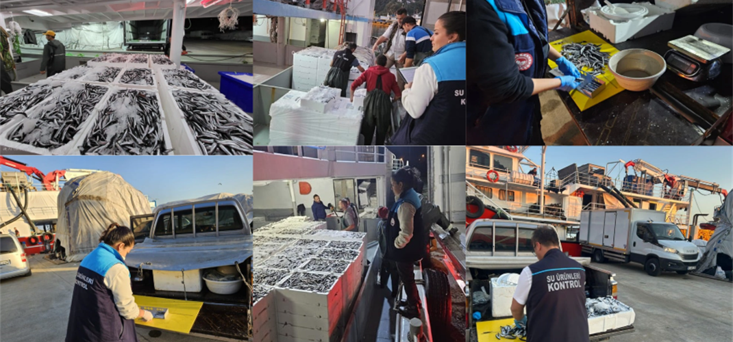 Trabzon’da Hamsi Avcılığına Sıkı Denetim