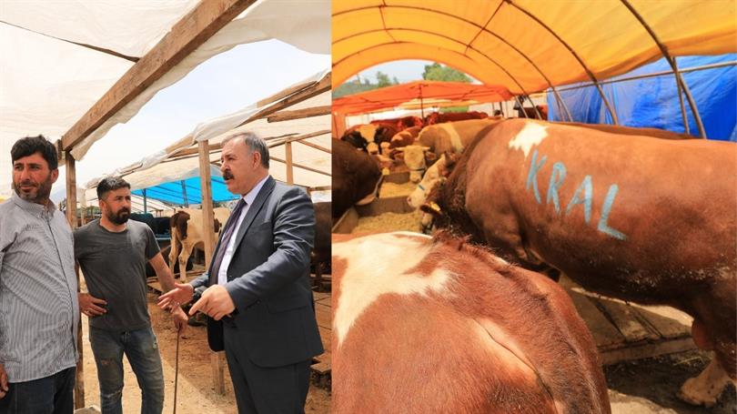 Trabzon İl Tarım ve Orman Müdürü İsa KAPLAN, Kurban Bayramı öncesinde, kurban kesimi sırasında ve sonrasında yapılması gereken konular hakkında önemli uyarılarda bulundu.